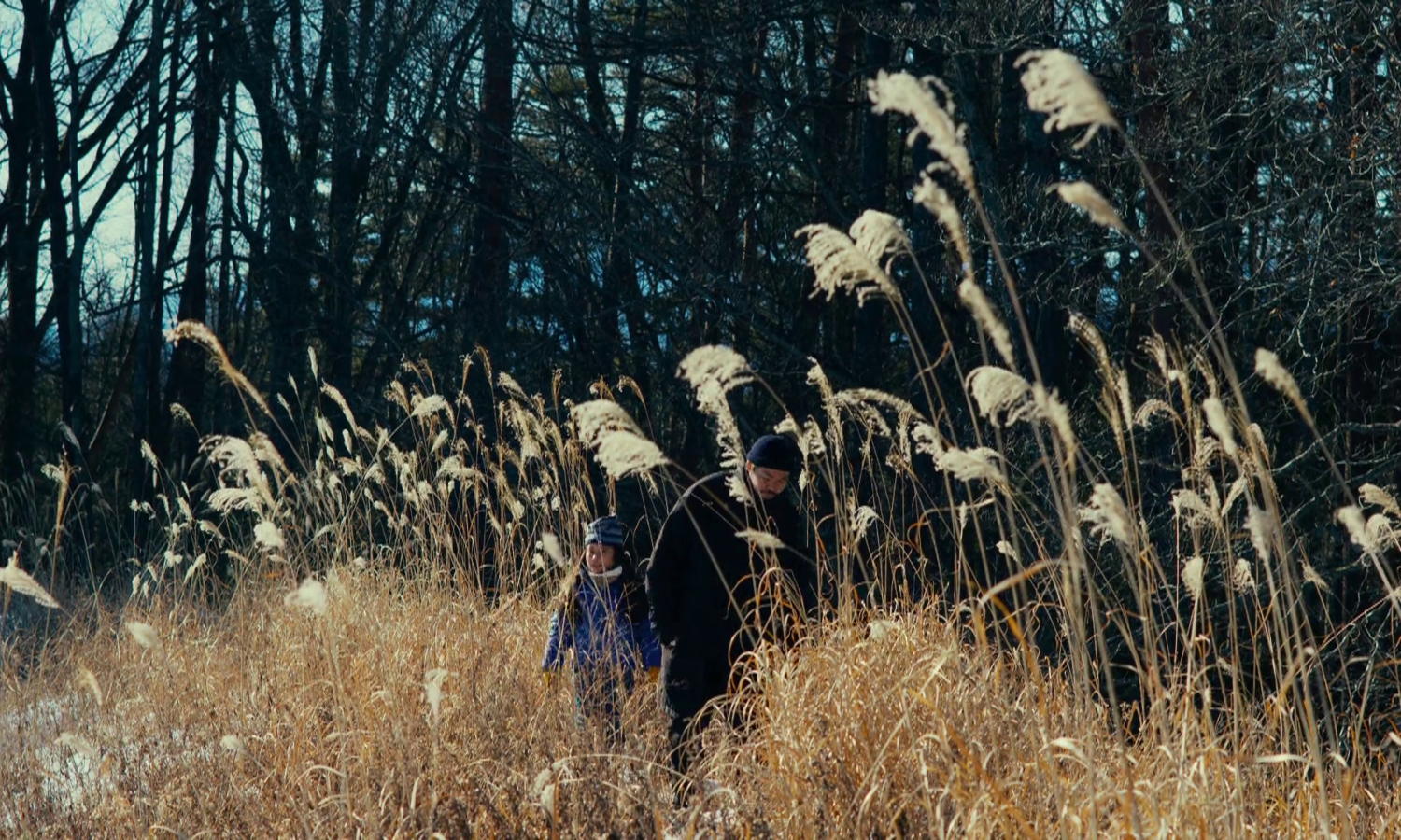 A man and a girl walking in a field with huge brown grasses